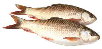 Frozen Rohu Fish