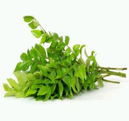 Fresh Curry Leaves