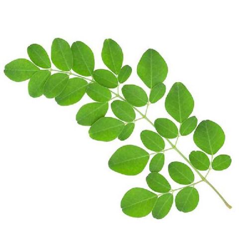 Organic Drumstick Leaves