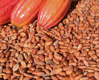 Cocoa Bean Seed