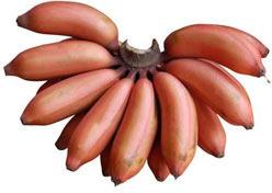 Fresh Red Banana