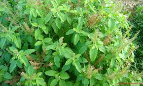 Fresh Tulsi Leaves