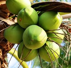 Tender Coconut