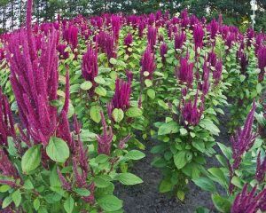 AMARANTH