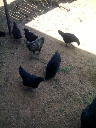 KADAKNATH PURELINE COUNTRY CHICKS