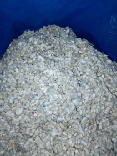 Organic cotton seeds, Packaging Type : White, Form : Solid