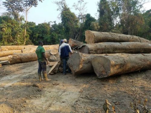 Wood Ekop Beli Timber Logs