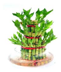 Lucky Bamboo Plant, Color : Green for Home Decoration