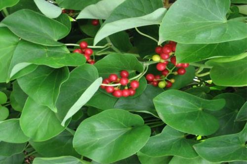 Tinospora Cordifolia