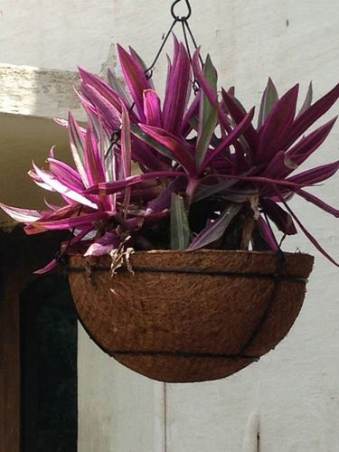 Hanging Baskets, Color : Brown Or Golden