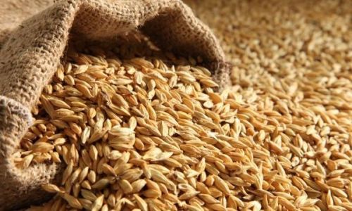 Barley Seeds, Shelf Life : 1year