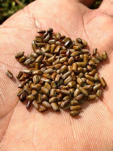 Cassia Tora Seeds