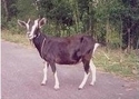 Male Adult Goat