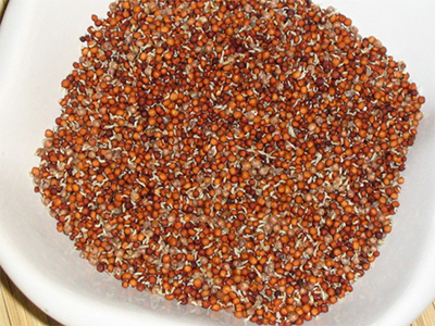 Ragi Seeds