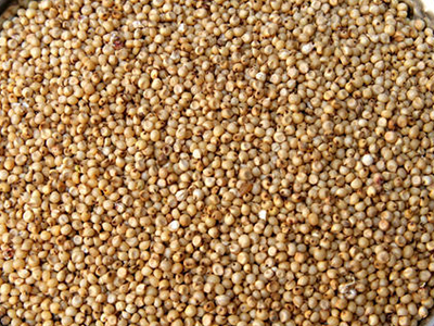 Sorghum Seeds, Storage Condition : Dried