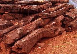 Red Sandalwood Logs