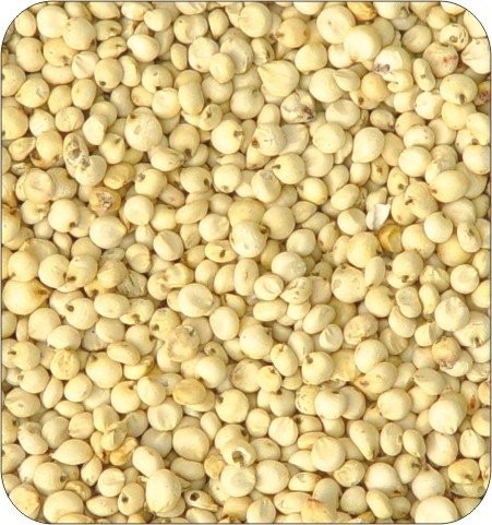 Sorghum Seeds