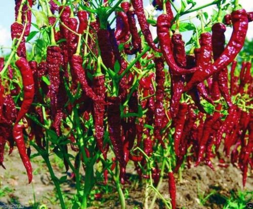 KDL Byadgi Chilli, Length : 6 To 9 Cm