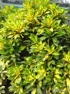 Croton Plants