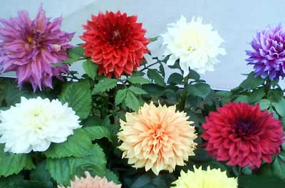 Dahlia Plants