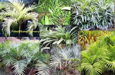 Palm Plants