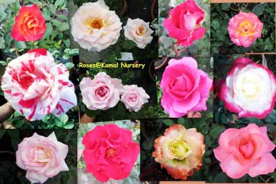 Rose Plants