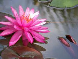 Pink Lotus Flower