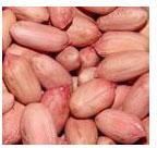 Natural Organic Groundnut Kernels, For Butter, Cooking Use, Making Oil, Feature : Good For Health