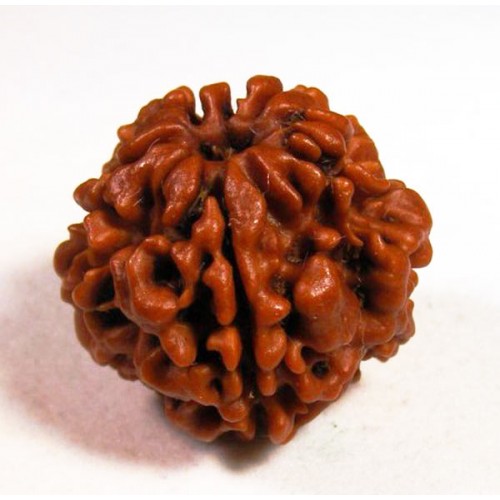 Natural Wood Beads 2 Mukhi Rudraksha, For Religious