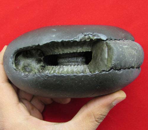 Natural Stone Laxmi Narayan Shaligram, Color : Black