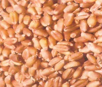 Wheat Seed