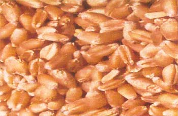 Wheat Seed