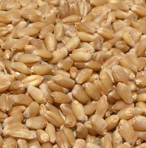 Wheat Seed