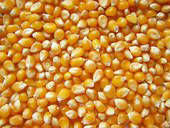 SSS Yellow Maize