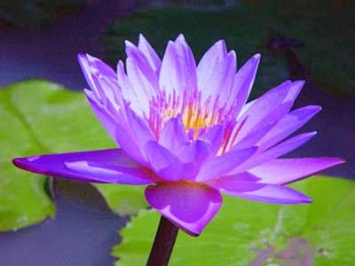 Natural Blue Lotus Flower Party, Weddings for Decorative