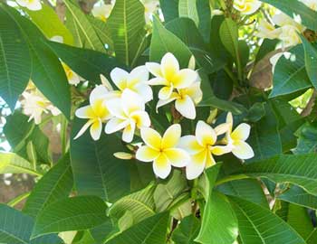 Frangipani Absolute Oil, Packaging Size : 10-20kg, CAS No. : 64-17-5