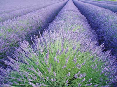 Lavender Oil, Form : Liquid