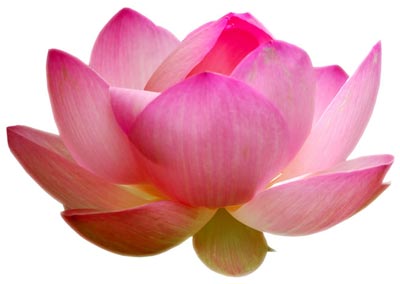 Pink Lotus OIL, Form : Liquid