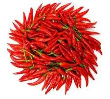 Dried Red Chilli