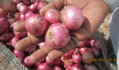 Red Onion 25-30mm, Grade : Export Quality