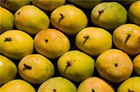 Bangalora (Totapuri) Mangoes