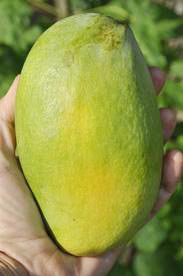 Malika Mangoes