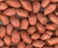 Groundnut Kernels