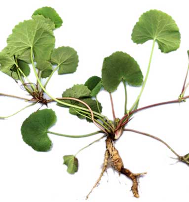 Centella Asiatica