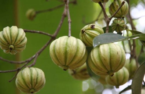 Garcinia Cambogia