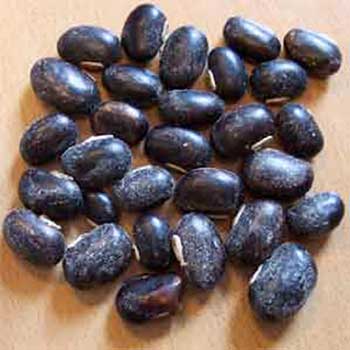 Mucuna Pruriens