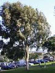 Eucalyptus Oil