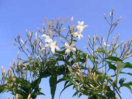 Jasmine Grandi Plant