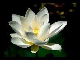 White Lotus Plant