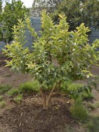 Guava Plants